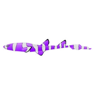 Purple Clown Cat Shark